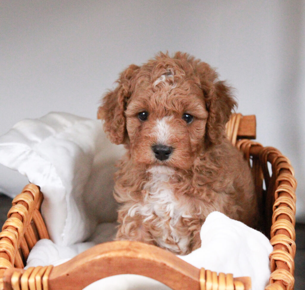 tuxedo cavapoo puppy