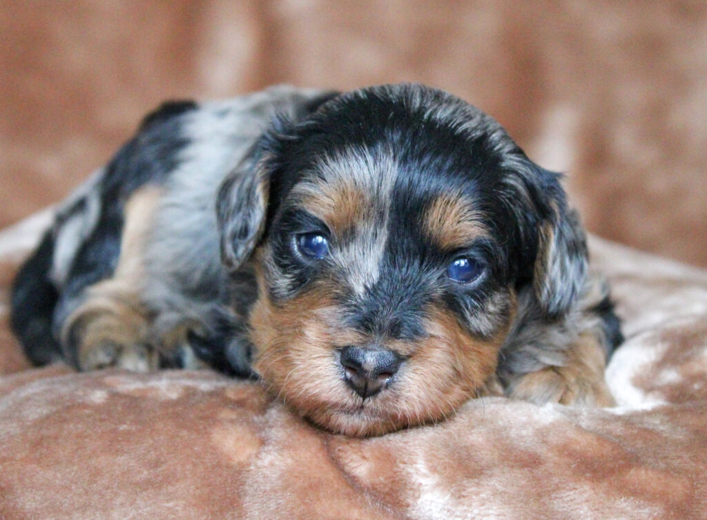 Blue Merle Cavapoo puppy