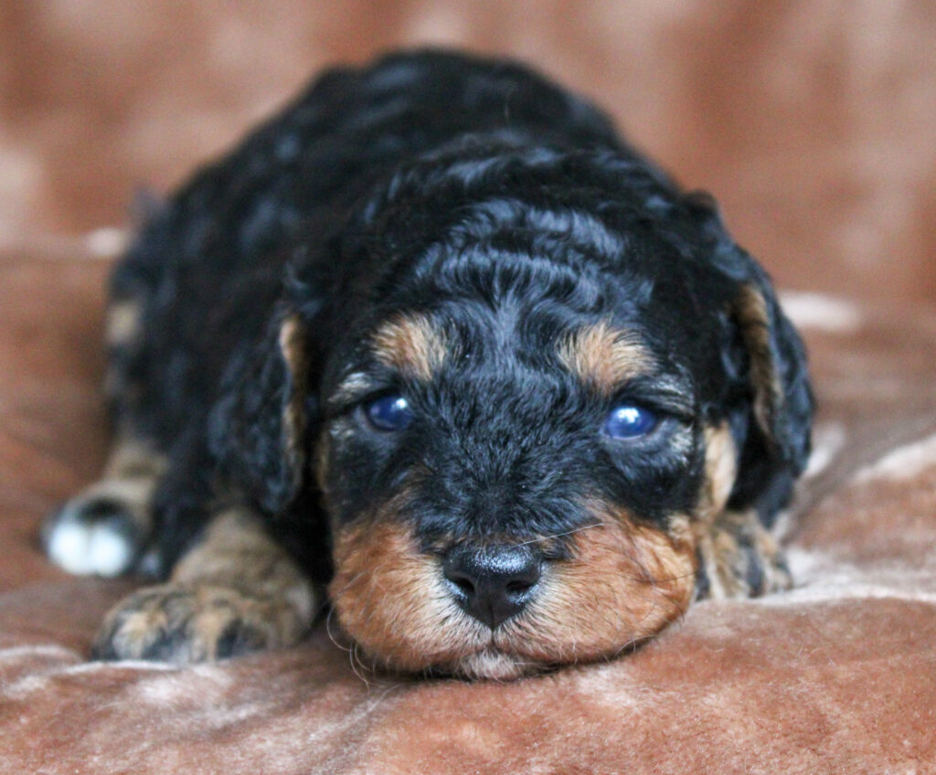 phantom cavapoo puppy