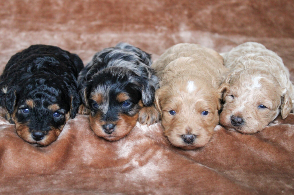 Cavapoo coat colors