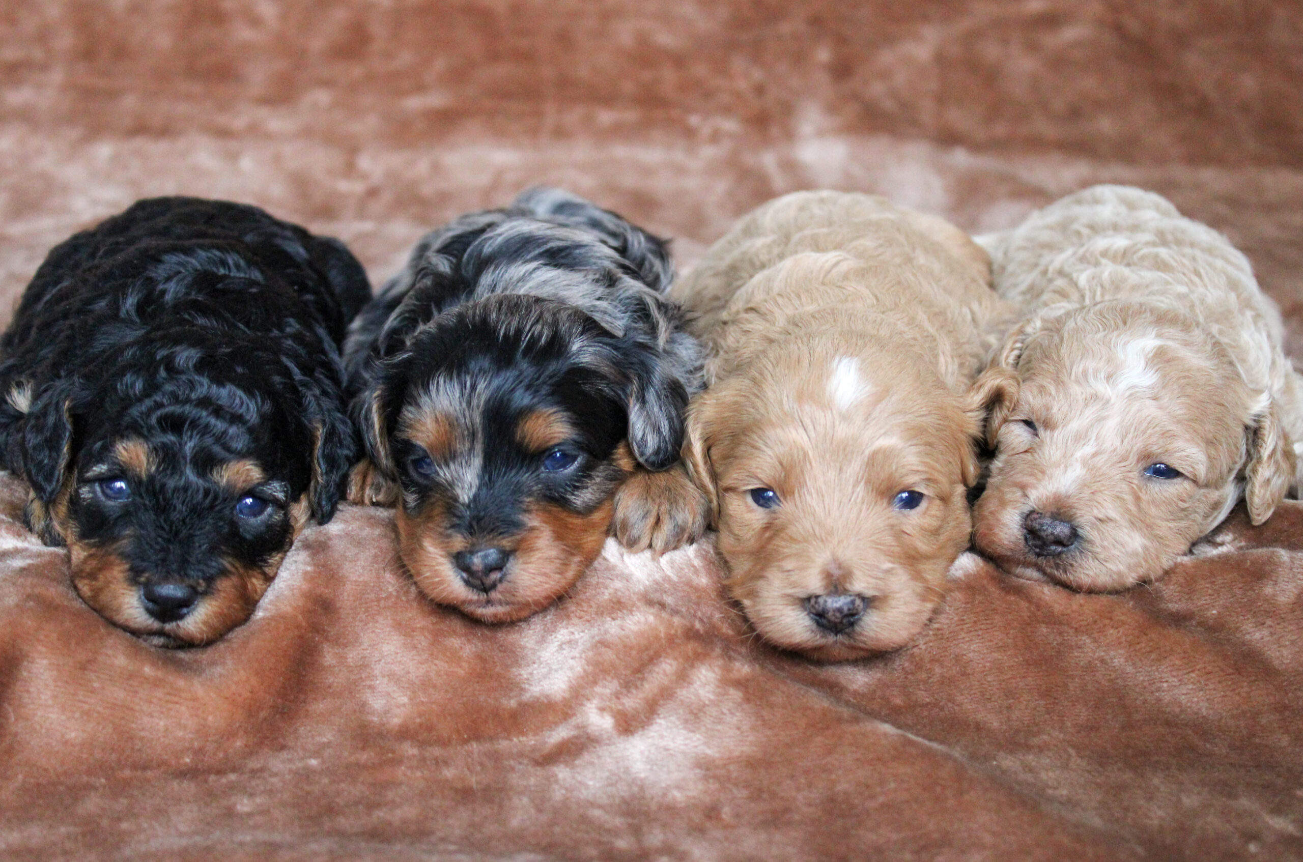 Cavapoo coat colors