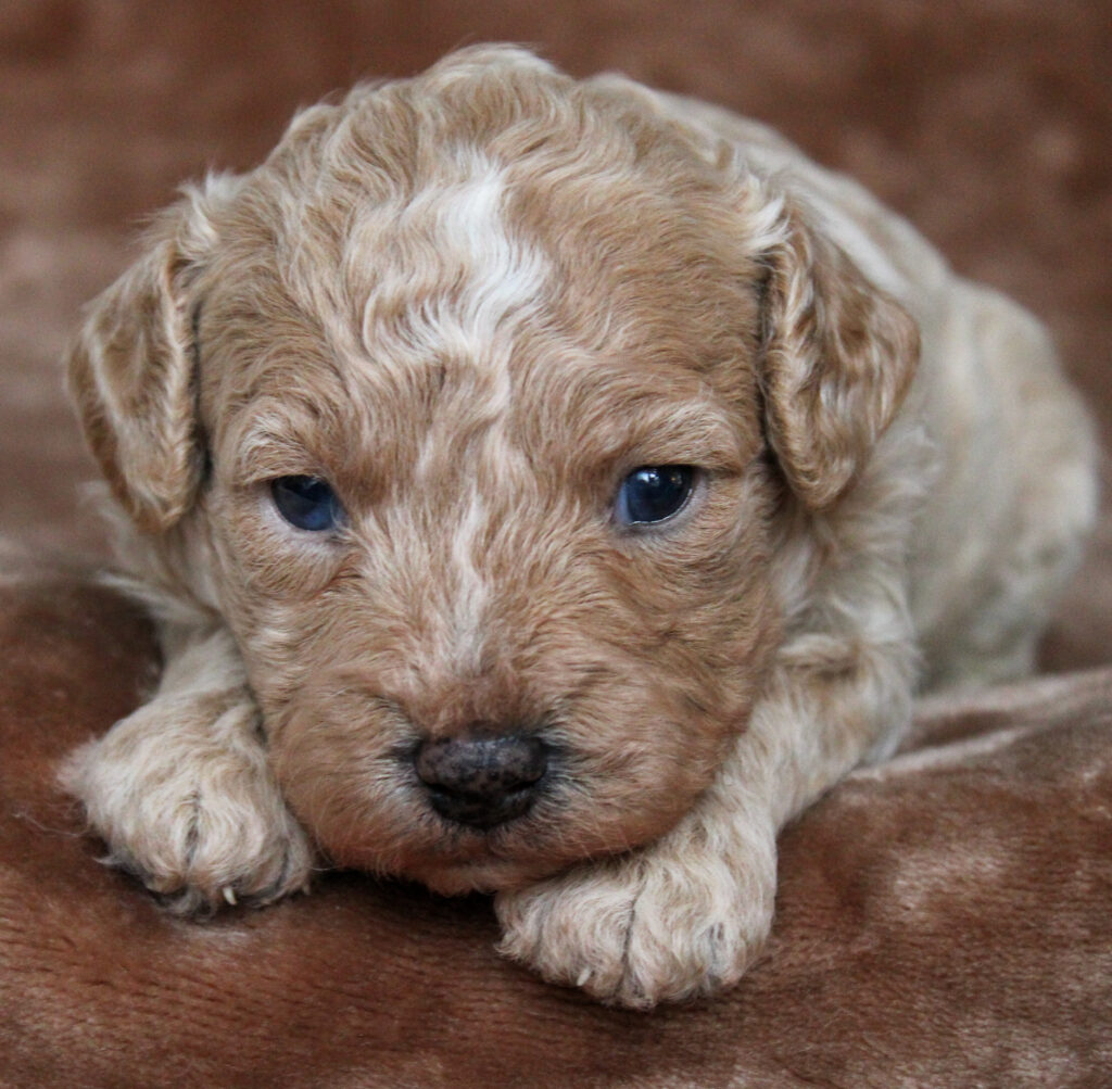 Cream Cavapoo Puppy