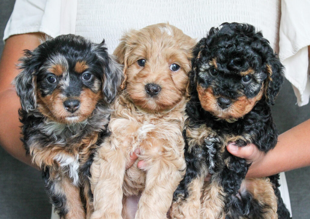 cavapoo coat colors