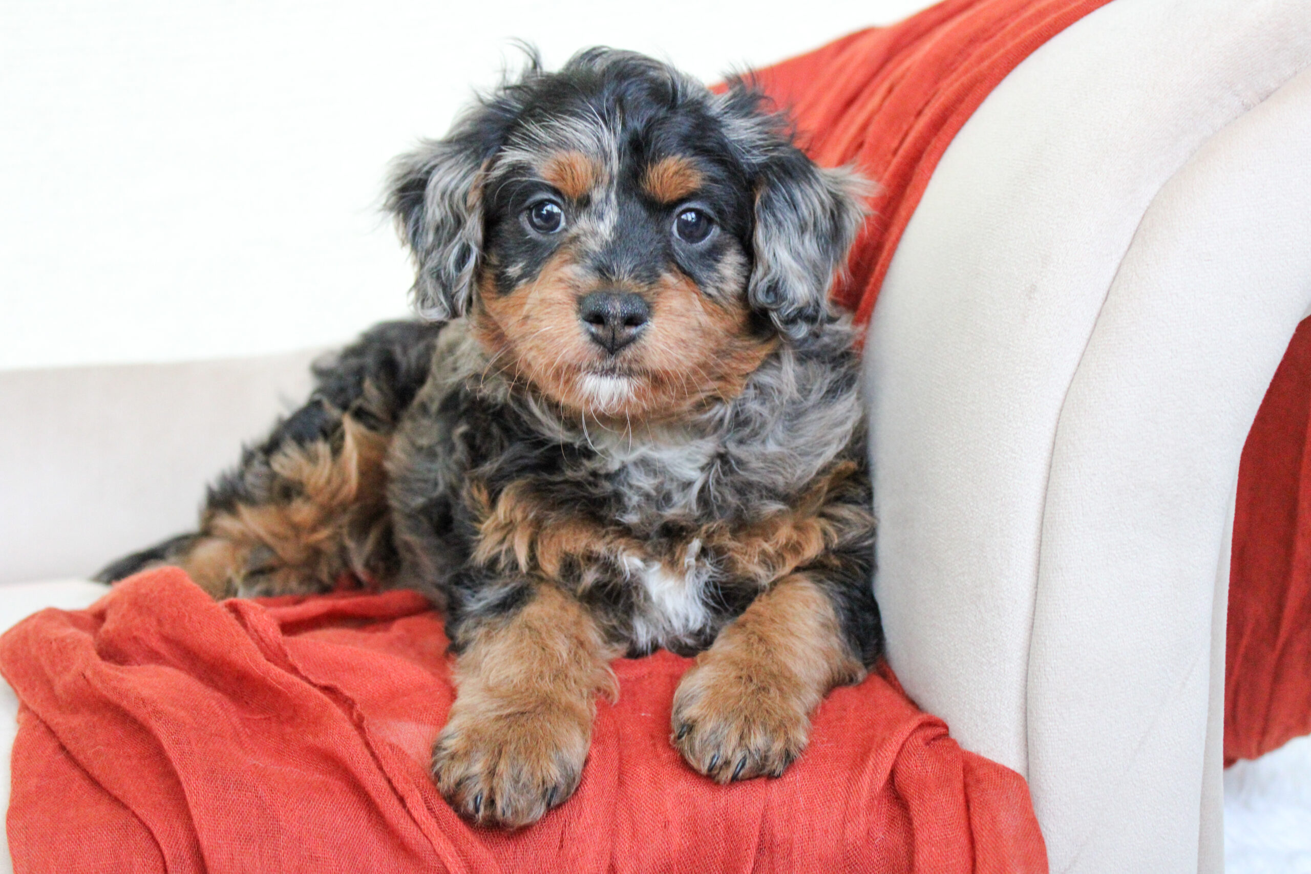 Rare Blue Merle Cavapoo