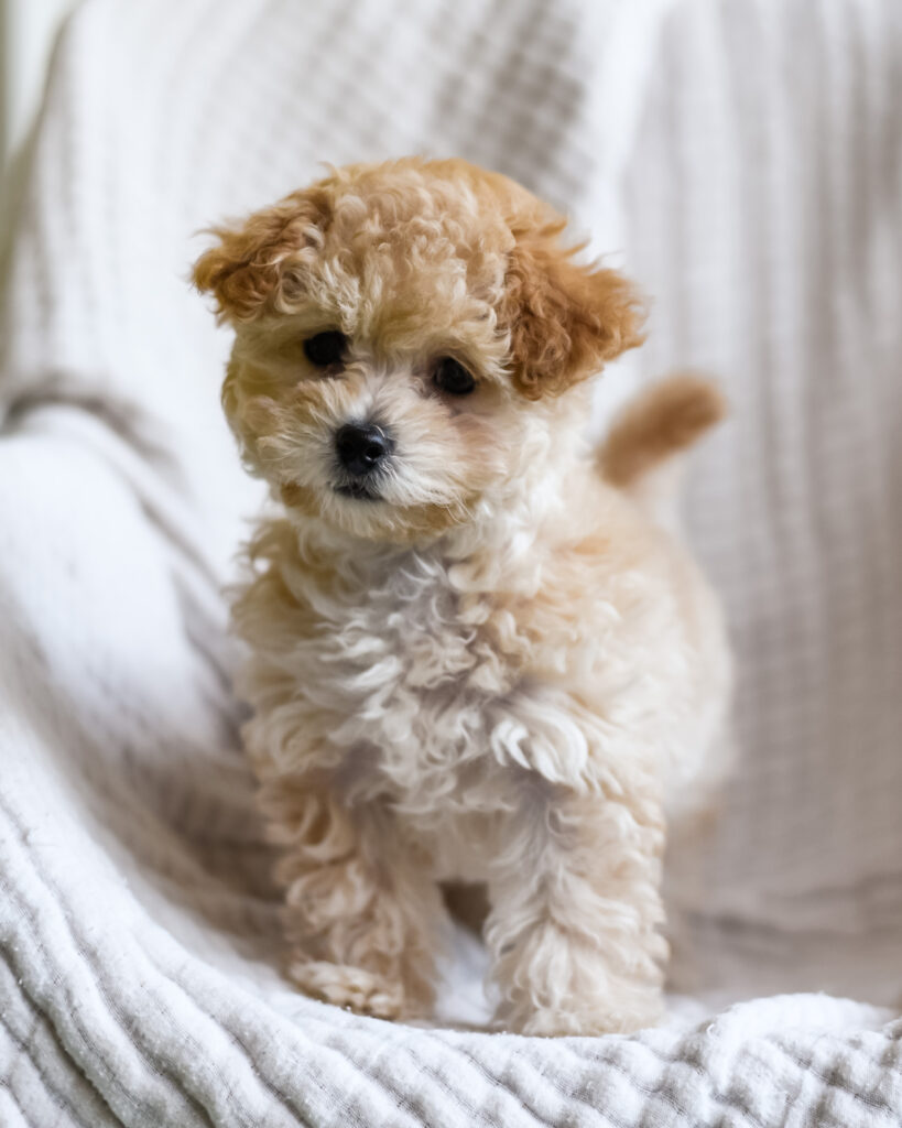 maltipoo tail