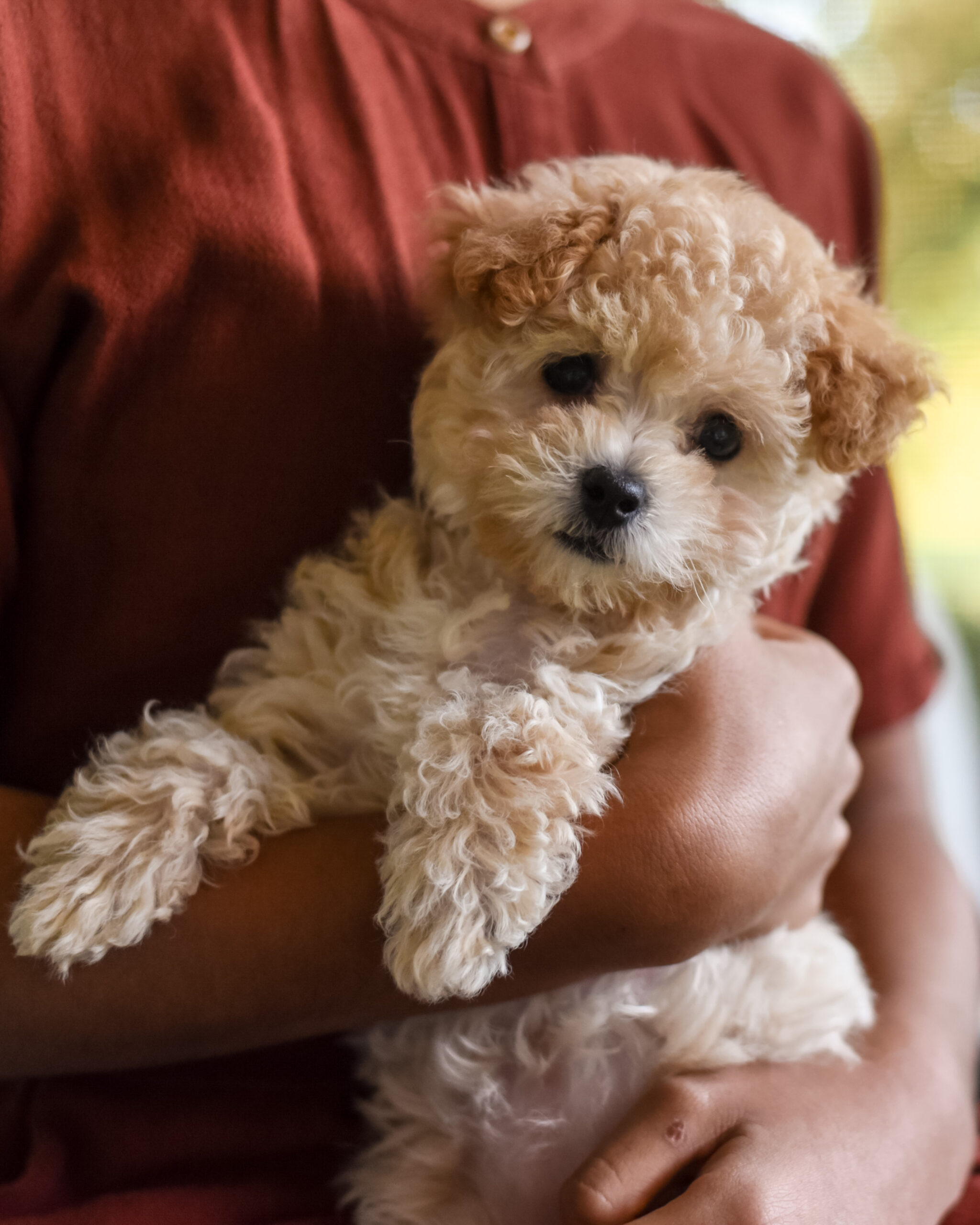 Maltipoo Puppy for sale from storytaildogs.com sitting on a little girls lap