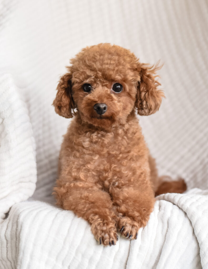 Red toy poodle adult