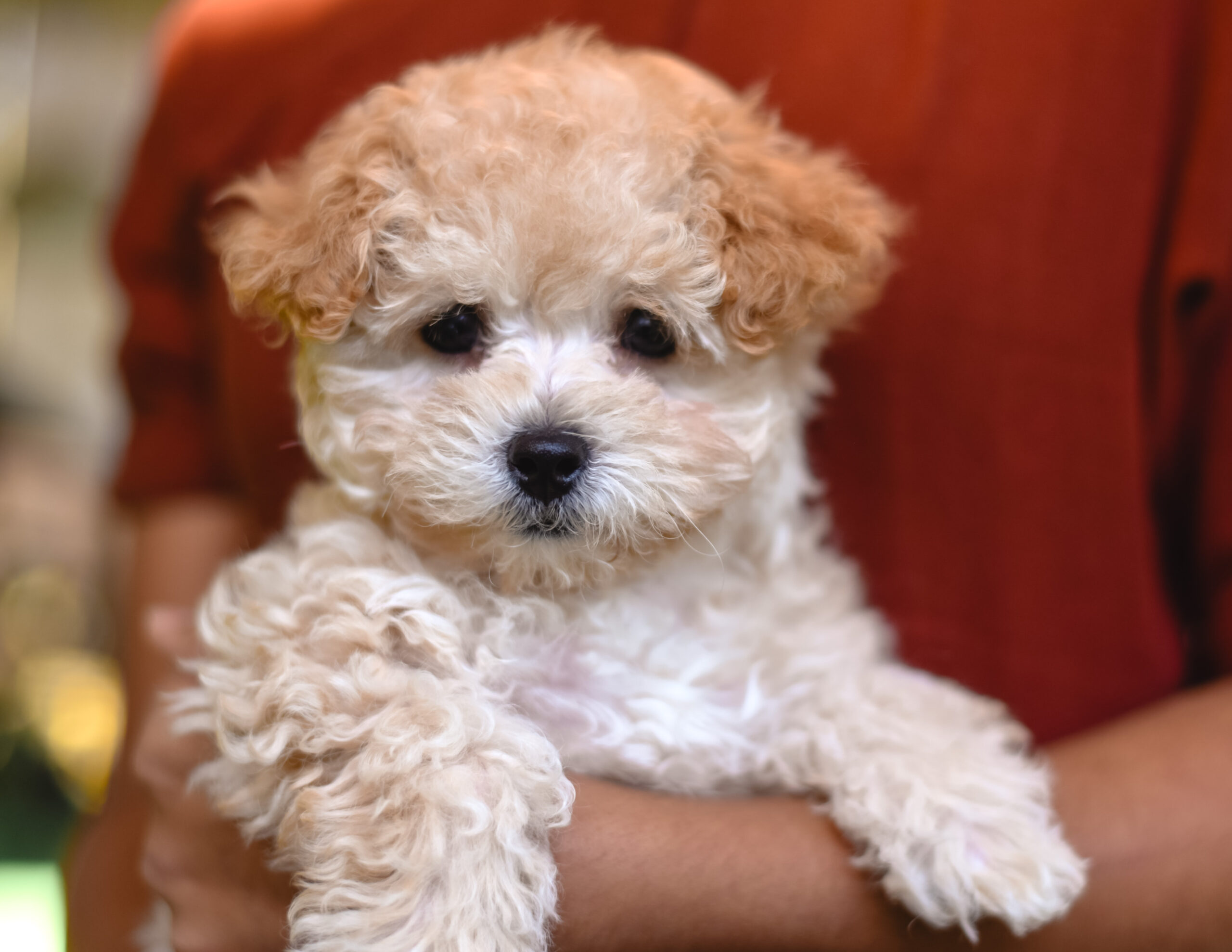Doodle puppies for sale near me