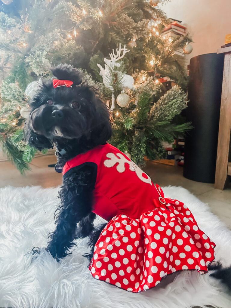 Black Adult Cavapoo