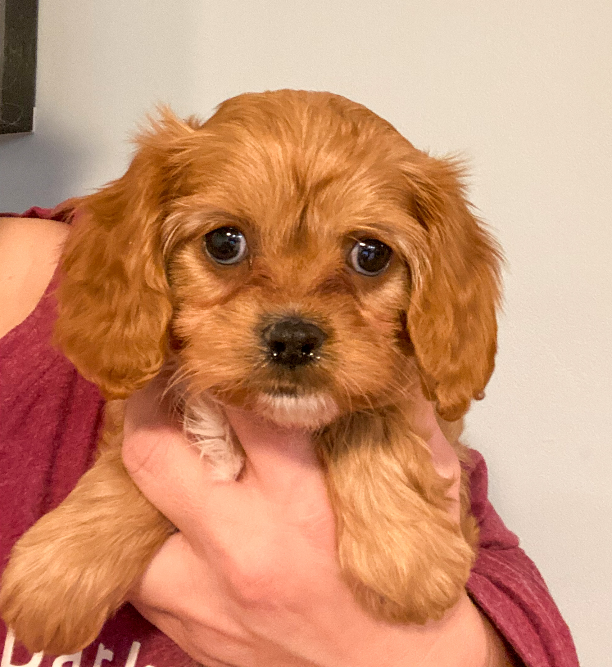 Apricot Cavapoo Mini