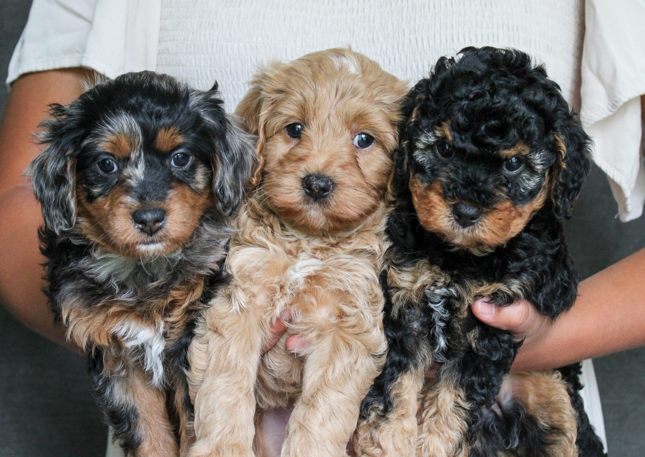 Mini Cavapoo Puppies for sale