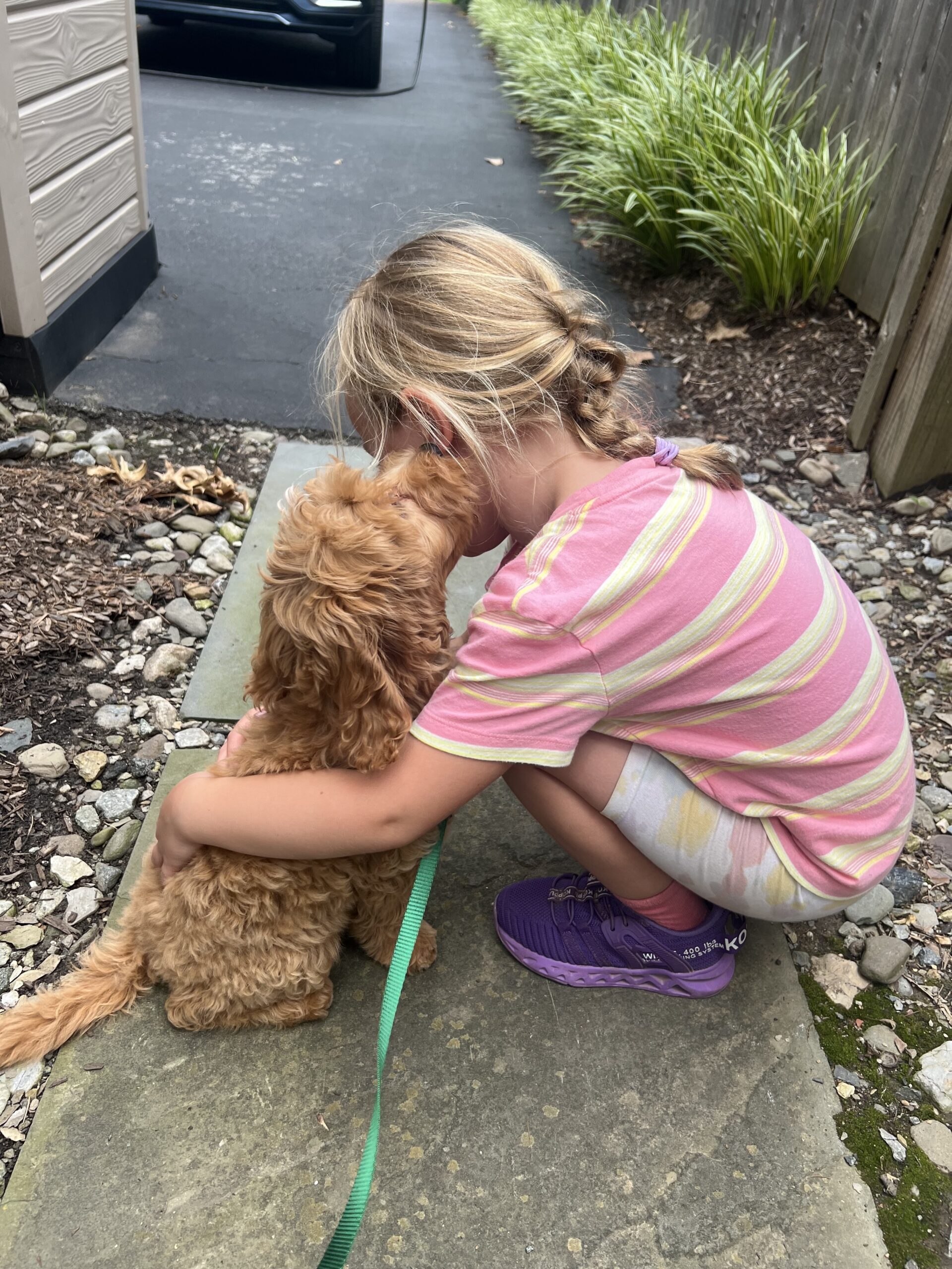 available cavapoo puppies