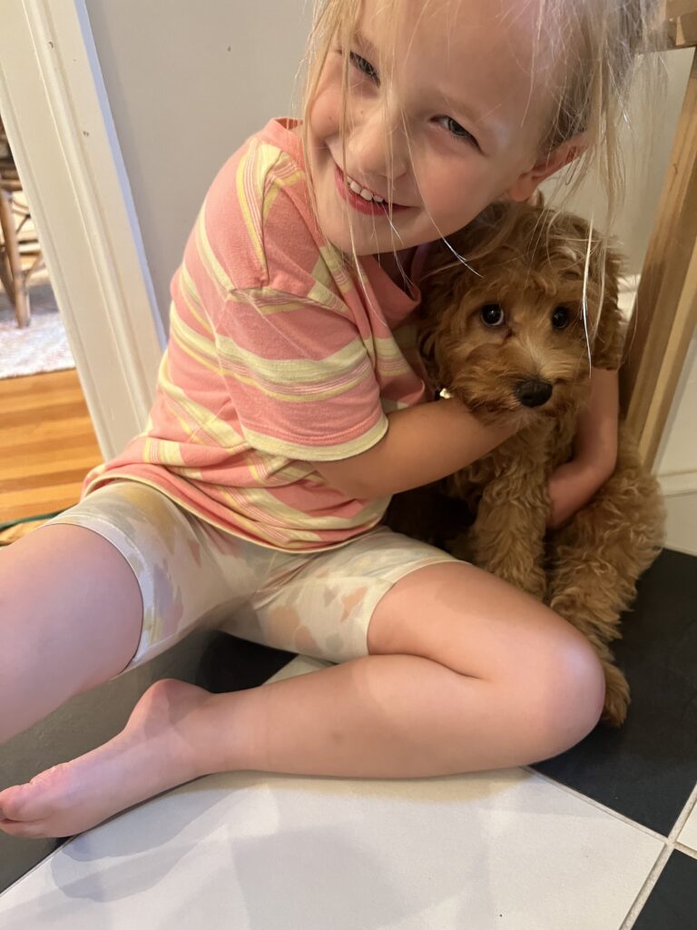 cockapoo vs cavapoo