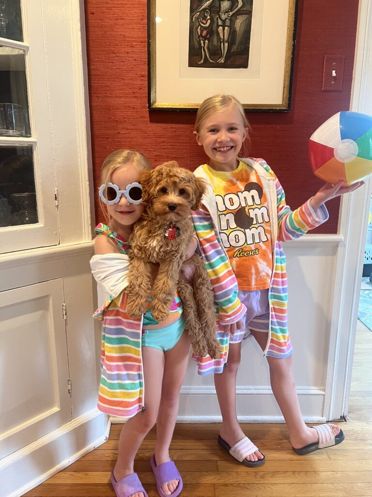 available cavapoo puppies