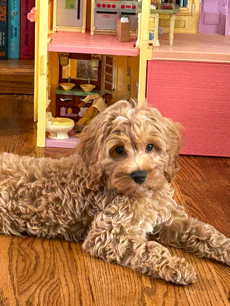miniature cockapoo puppies