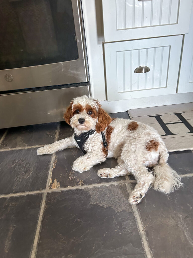 Red and White Cavapoo