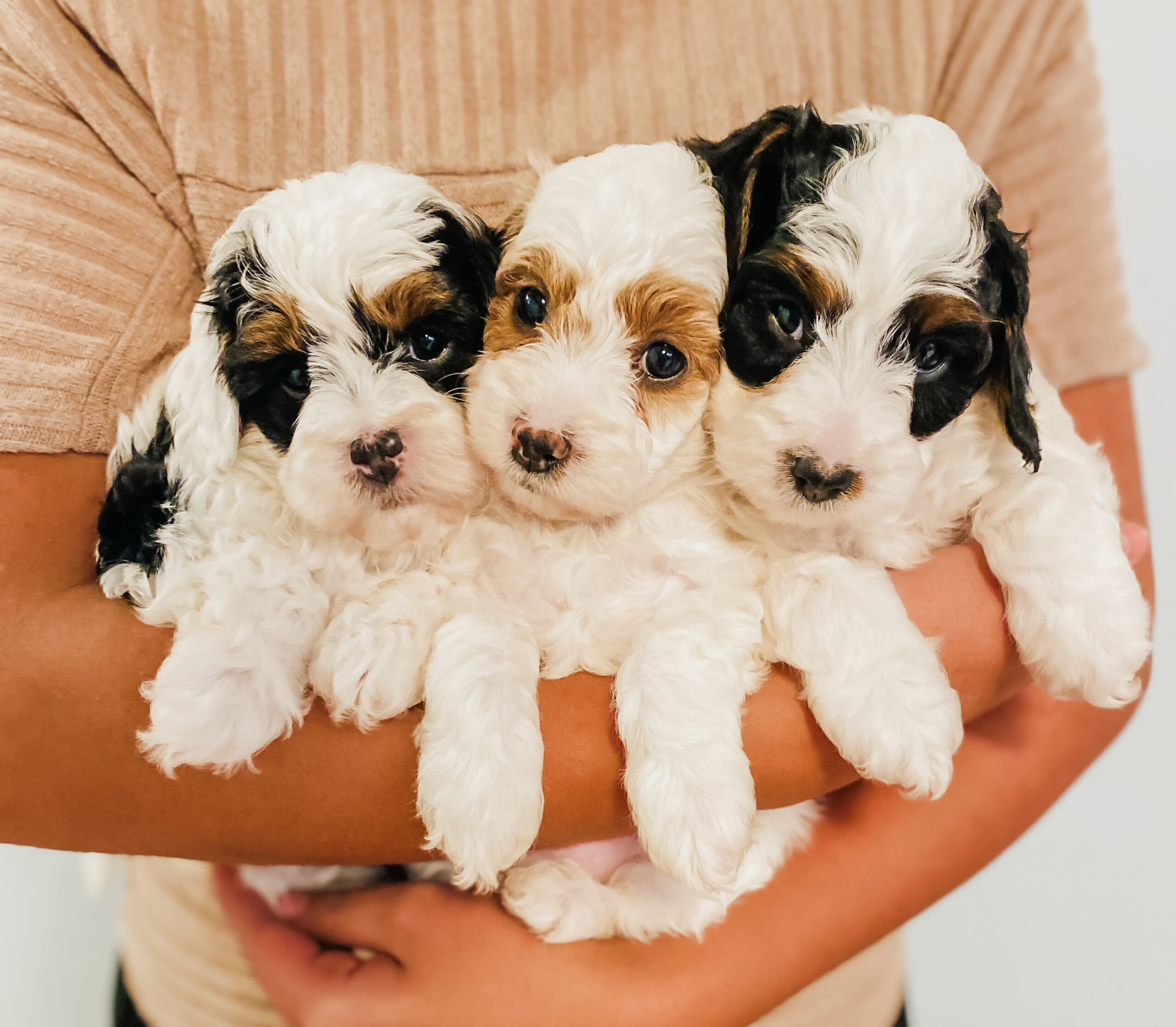 cavoodle puppies