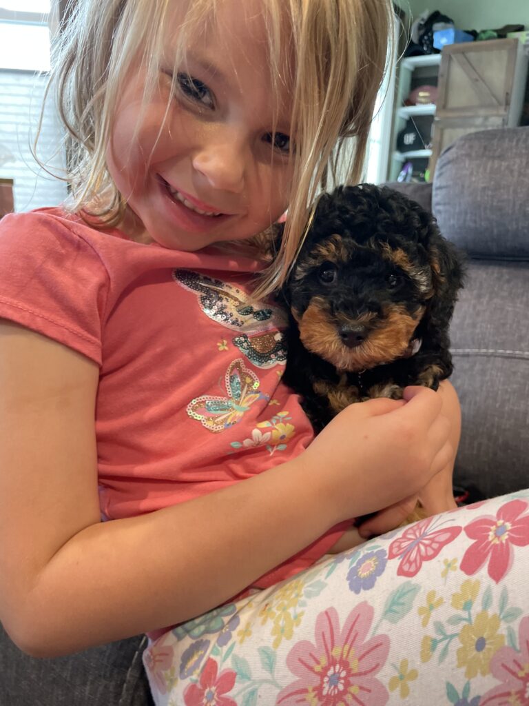 cavapoo puppy for sale