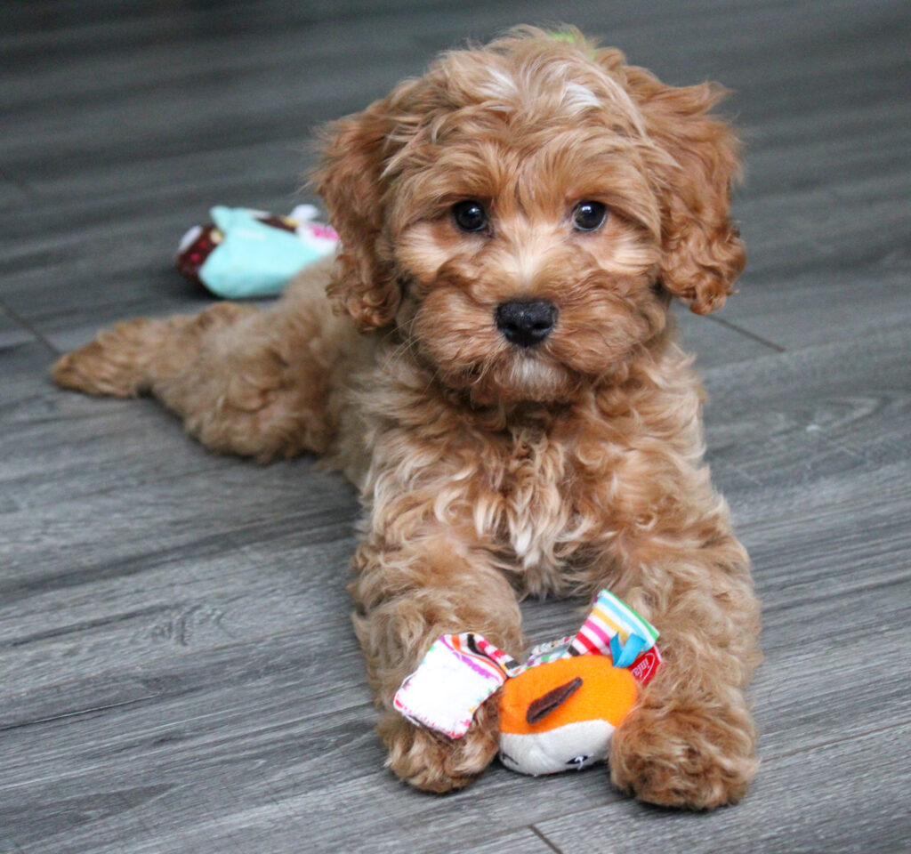 cavapoo dog for sale