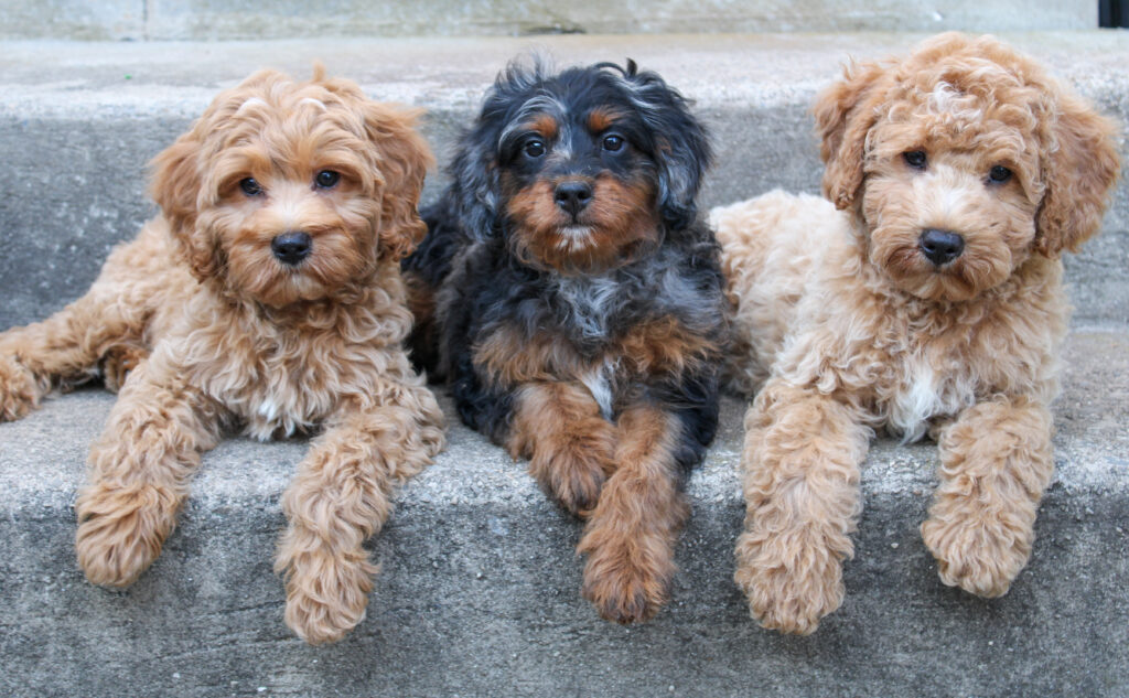 cavapoo puppies for sale