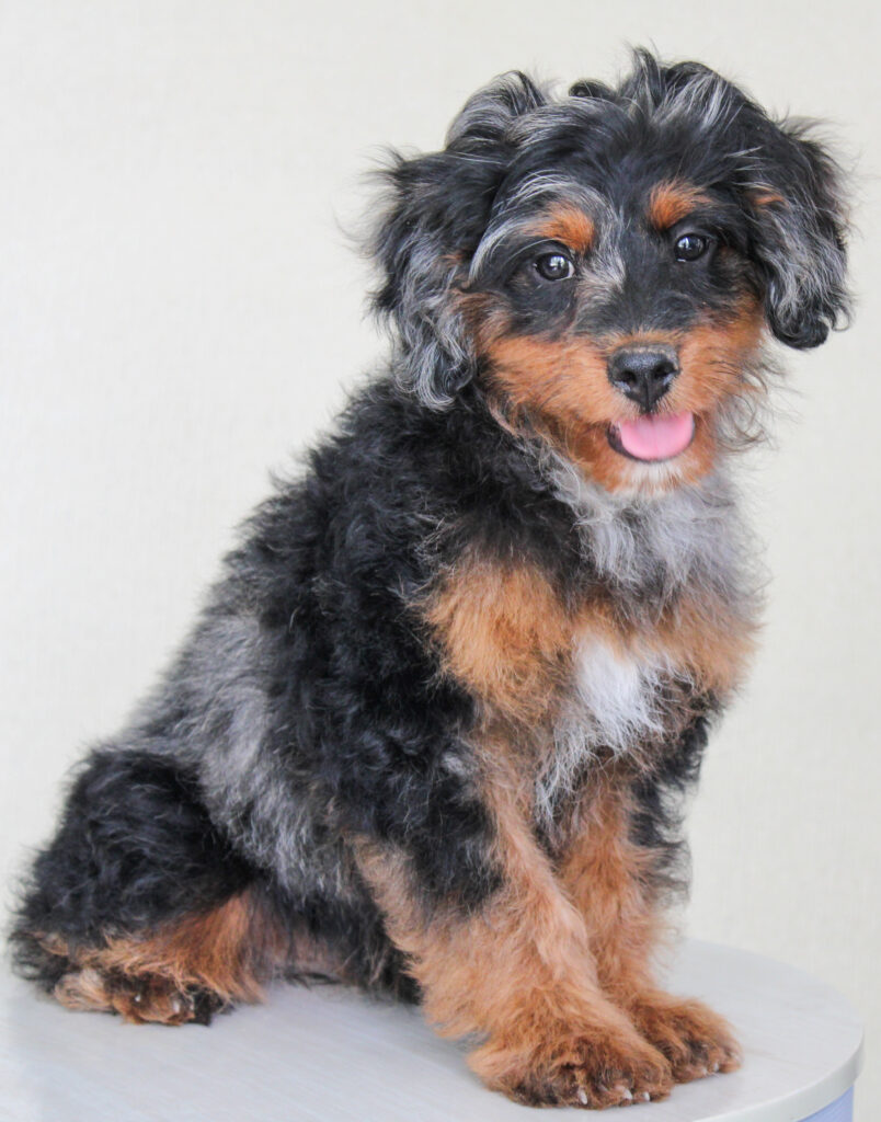blue merle cavapoo