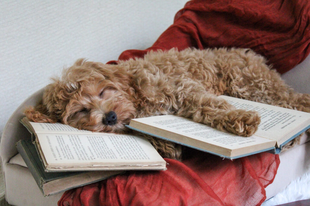 cavapoo storytail dogs
