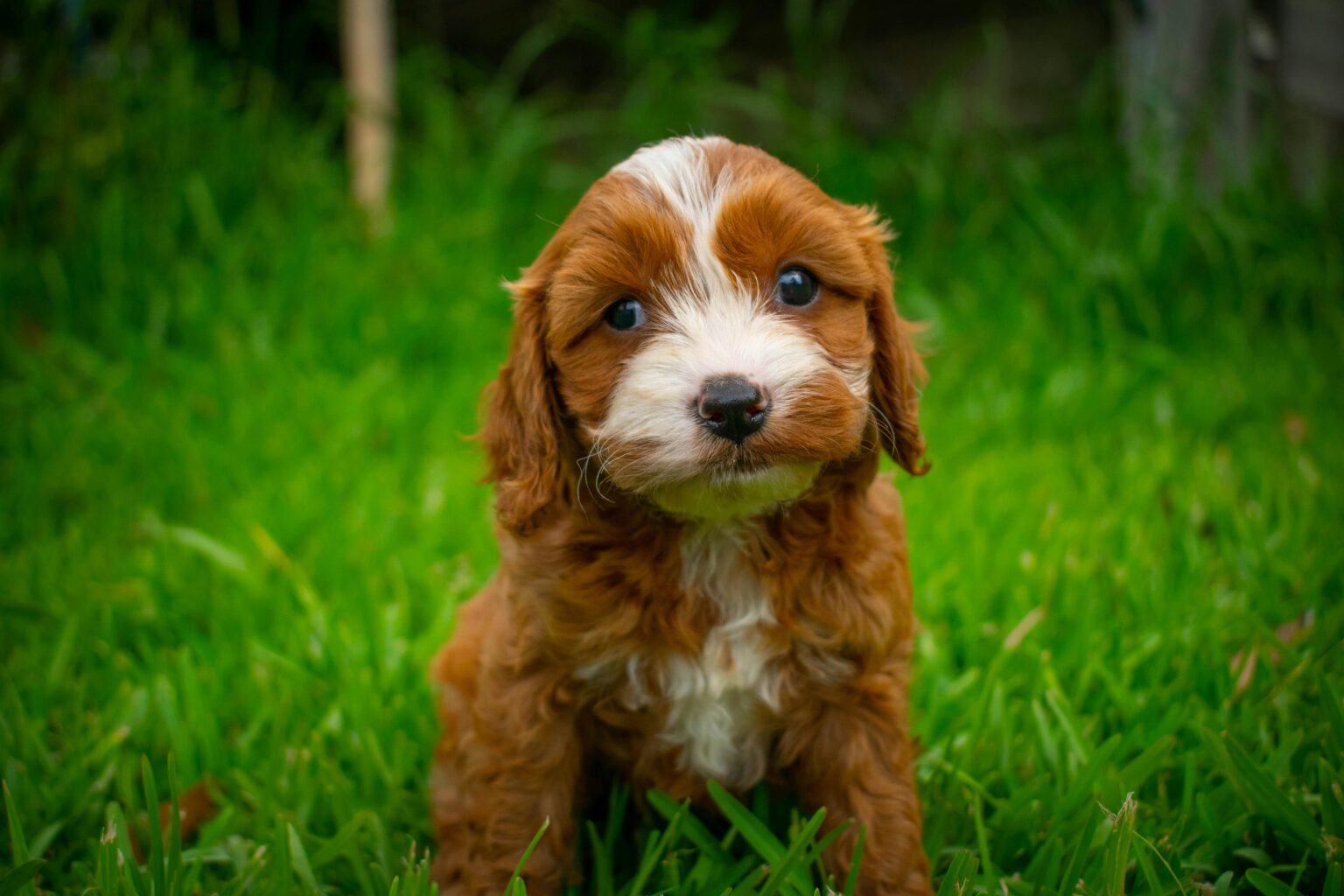 A Complete Guide to Cavapoo Colors and Coat Patterns