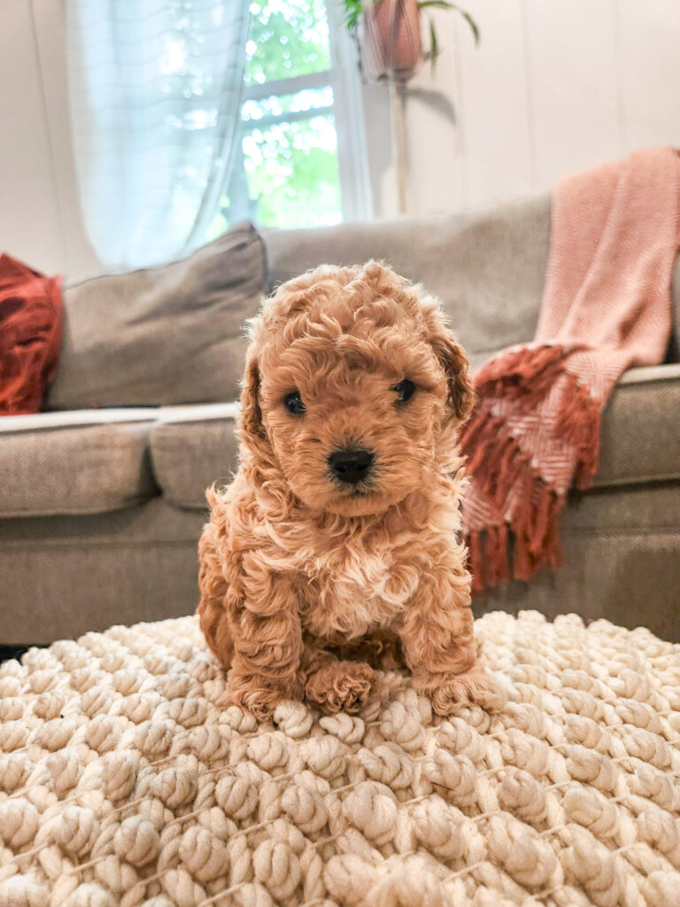toy maltipoo puppy