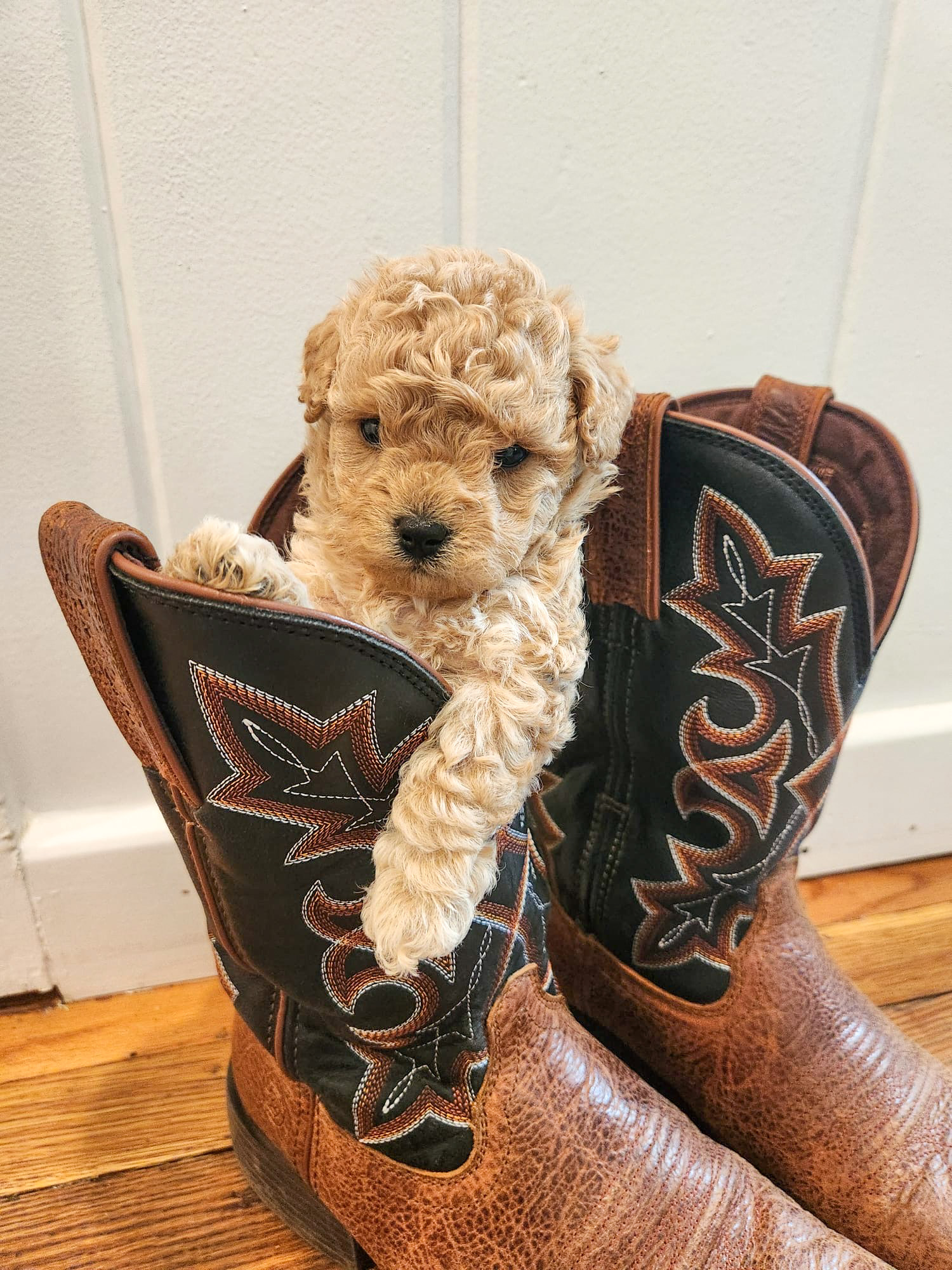 available teacup maltipoo
