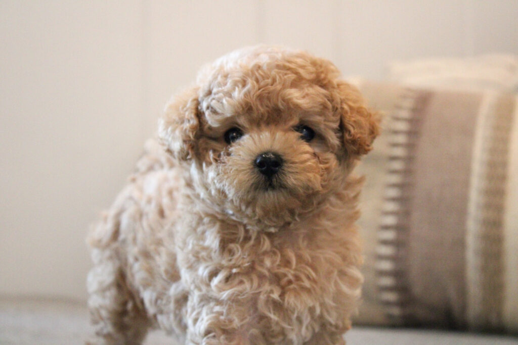 maltipoo tail