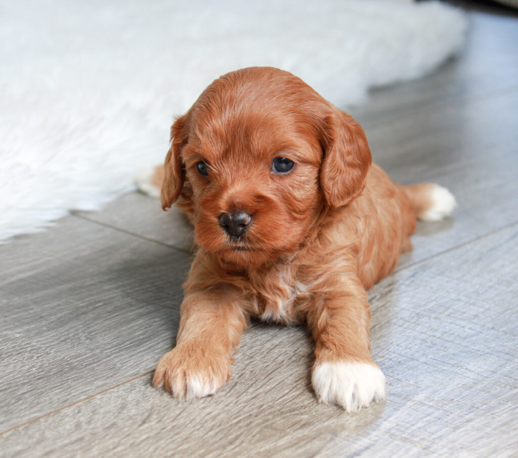 mini cavapoo puppy for sale