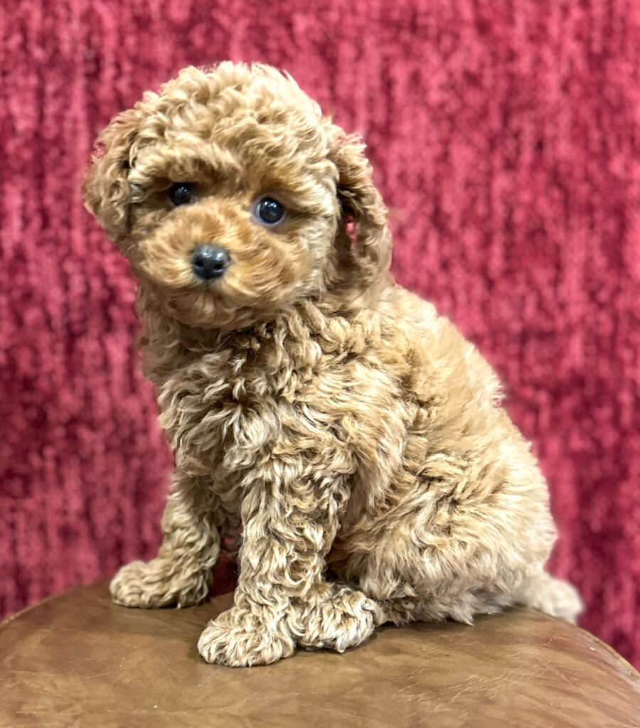 red toy poodle breeder