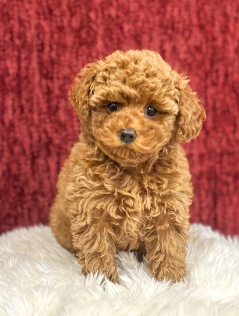 poodle puppy