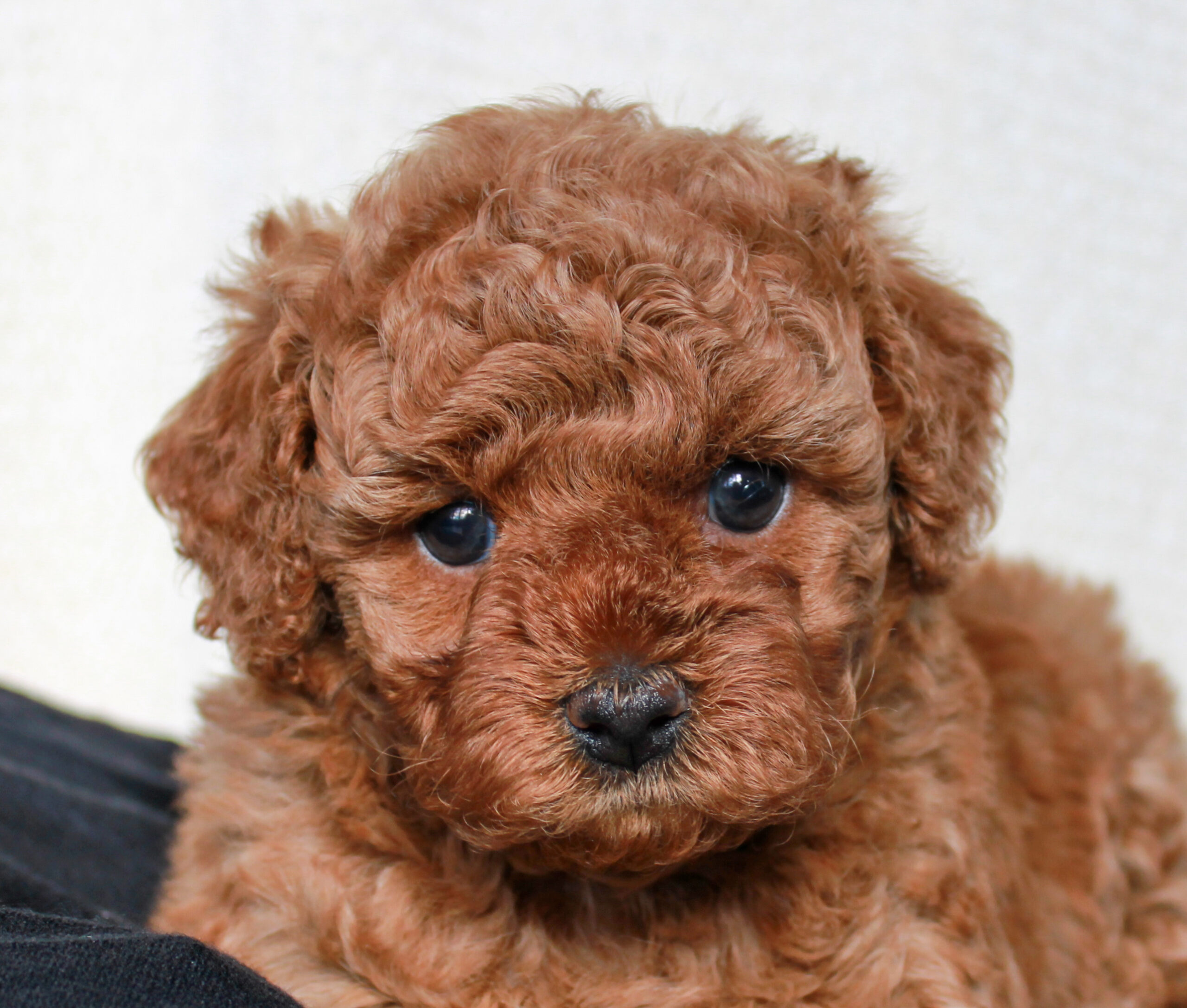 available doodle puppy