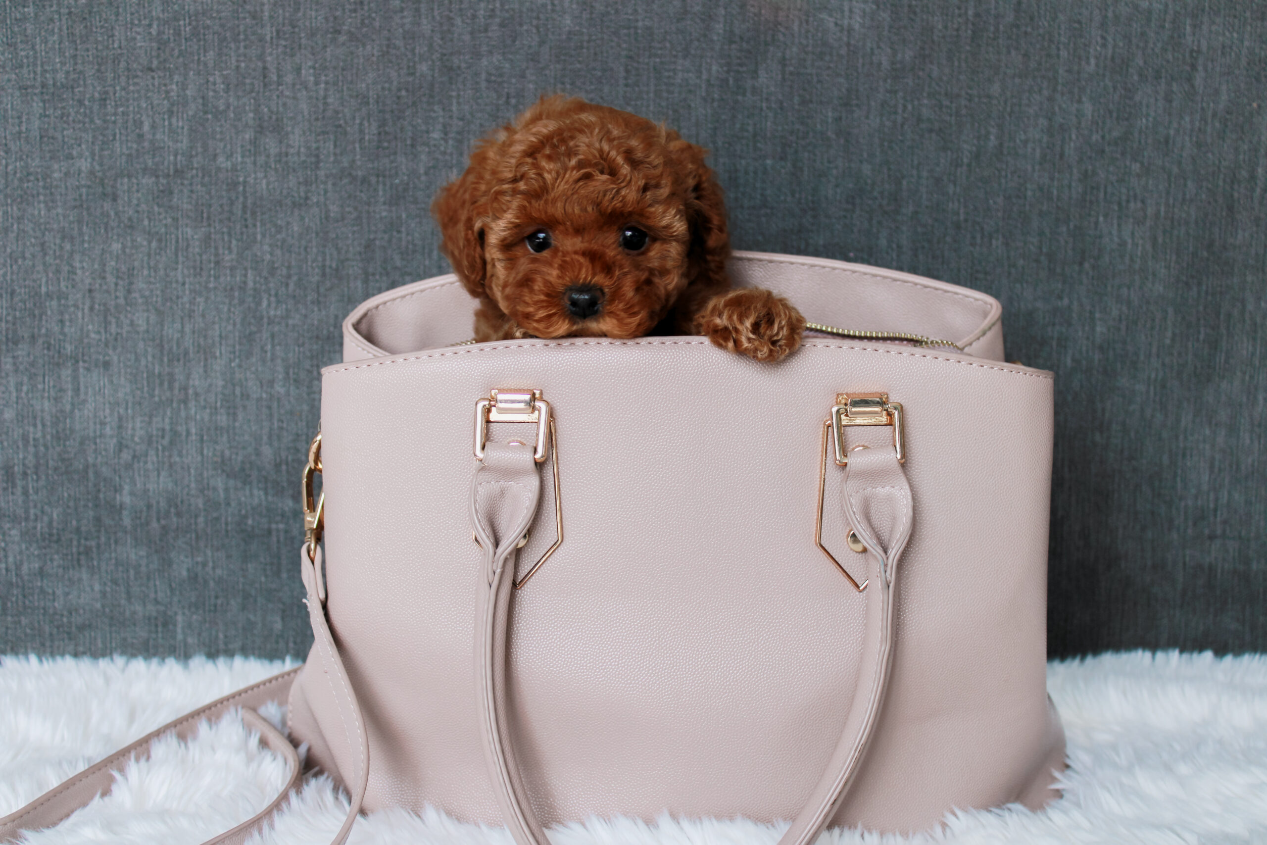Cavapoo for sale near me