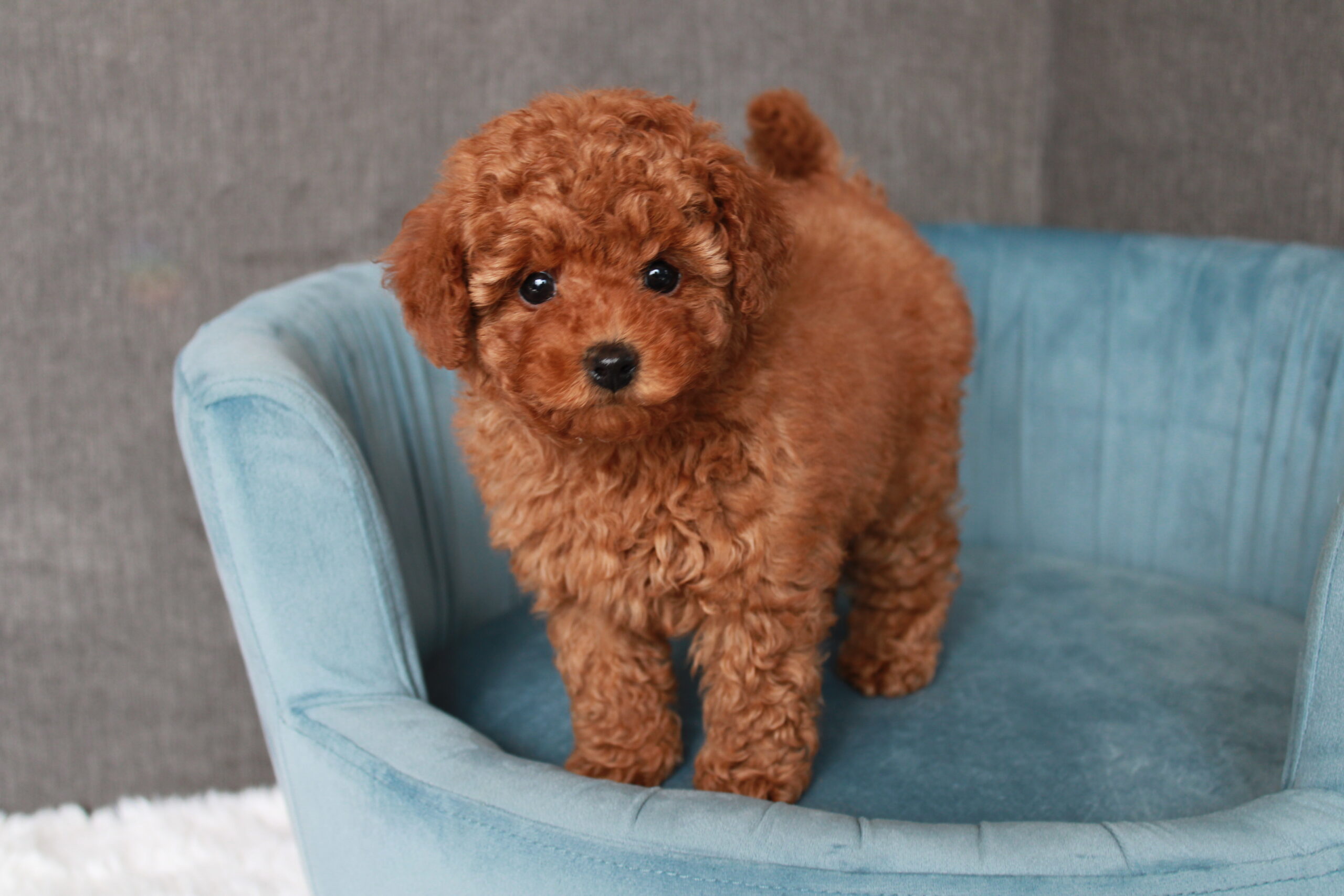 Available toy poodle for sale