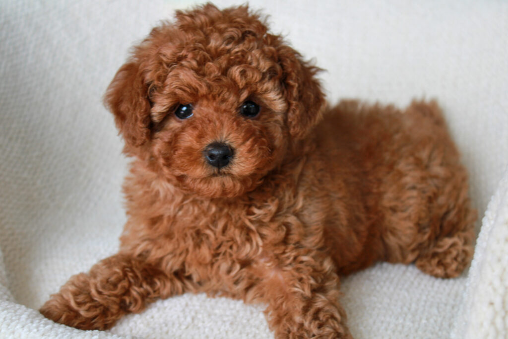 red toy poodle puppies for sale