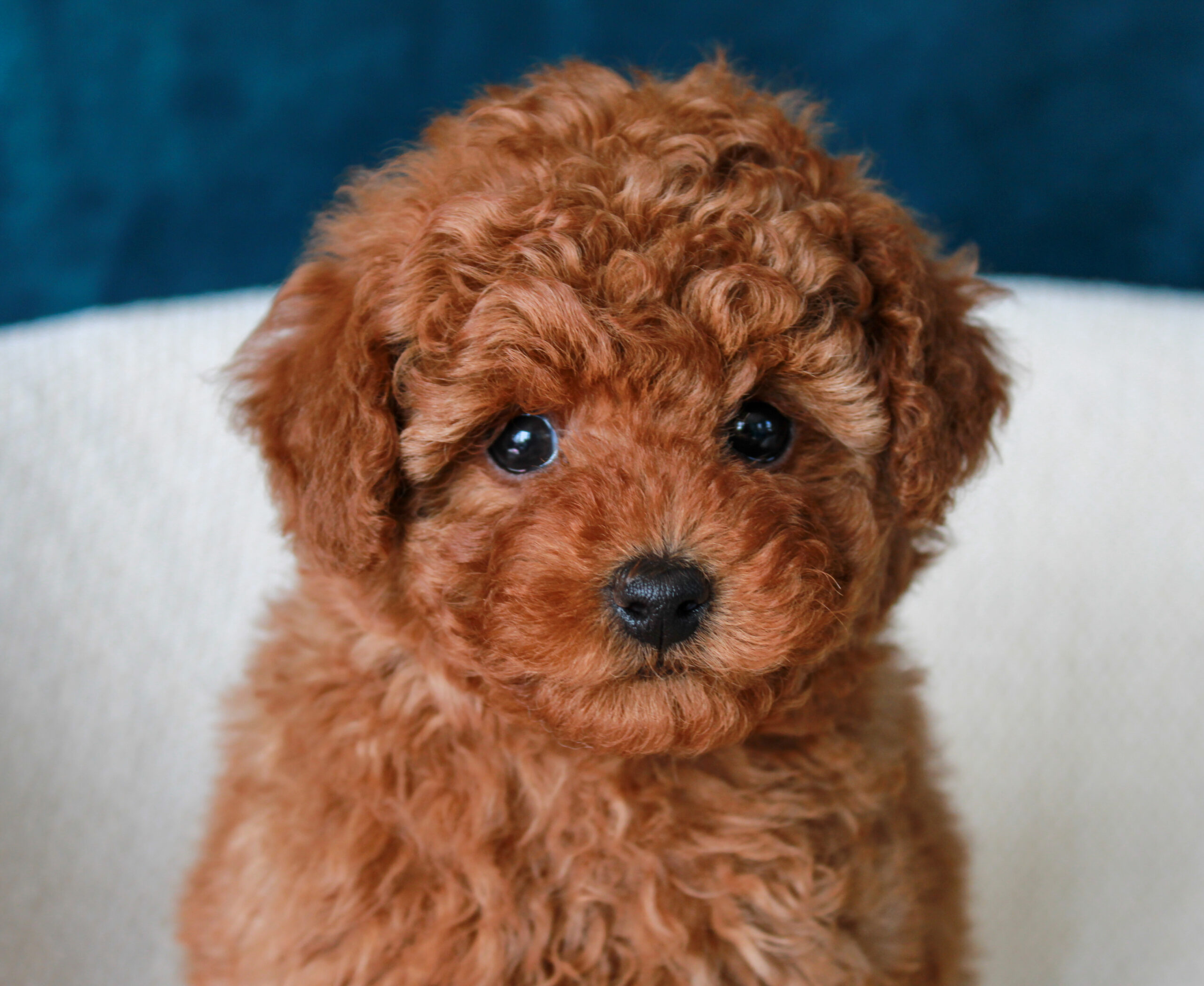 available red poodle puppy
