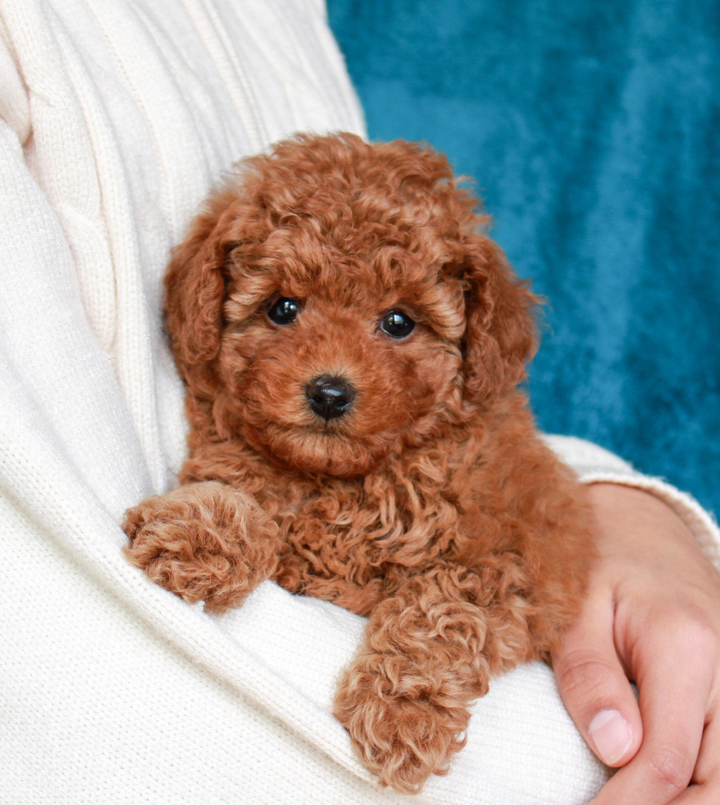 available toy poodle puppy