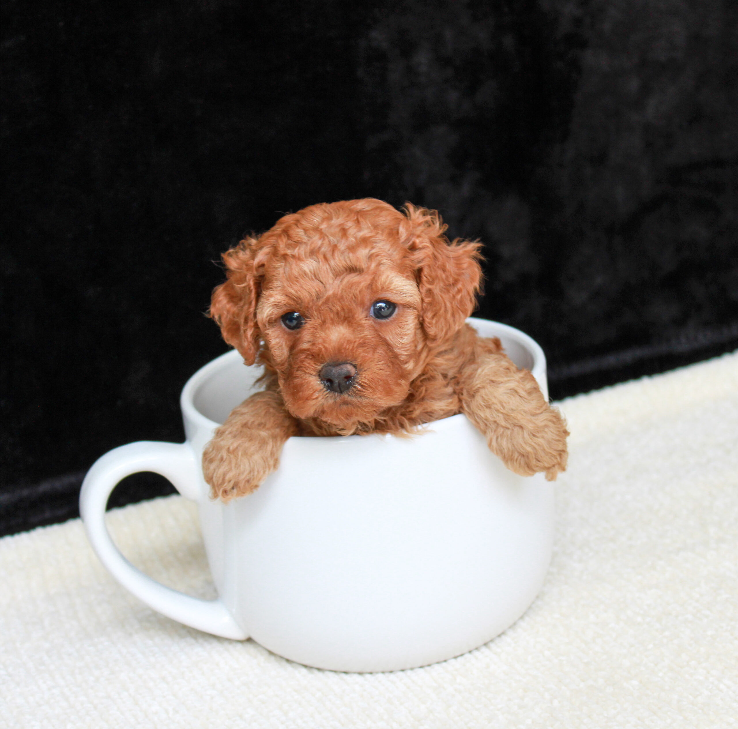 teacup cavapoo puppy for sale