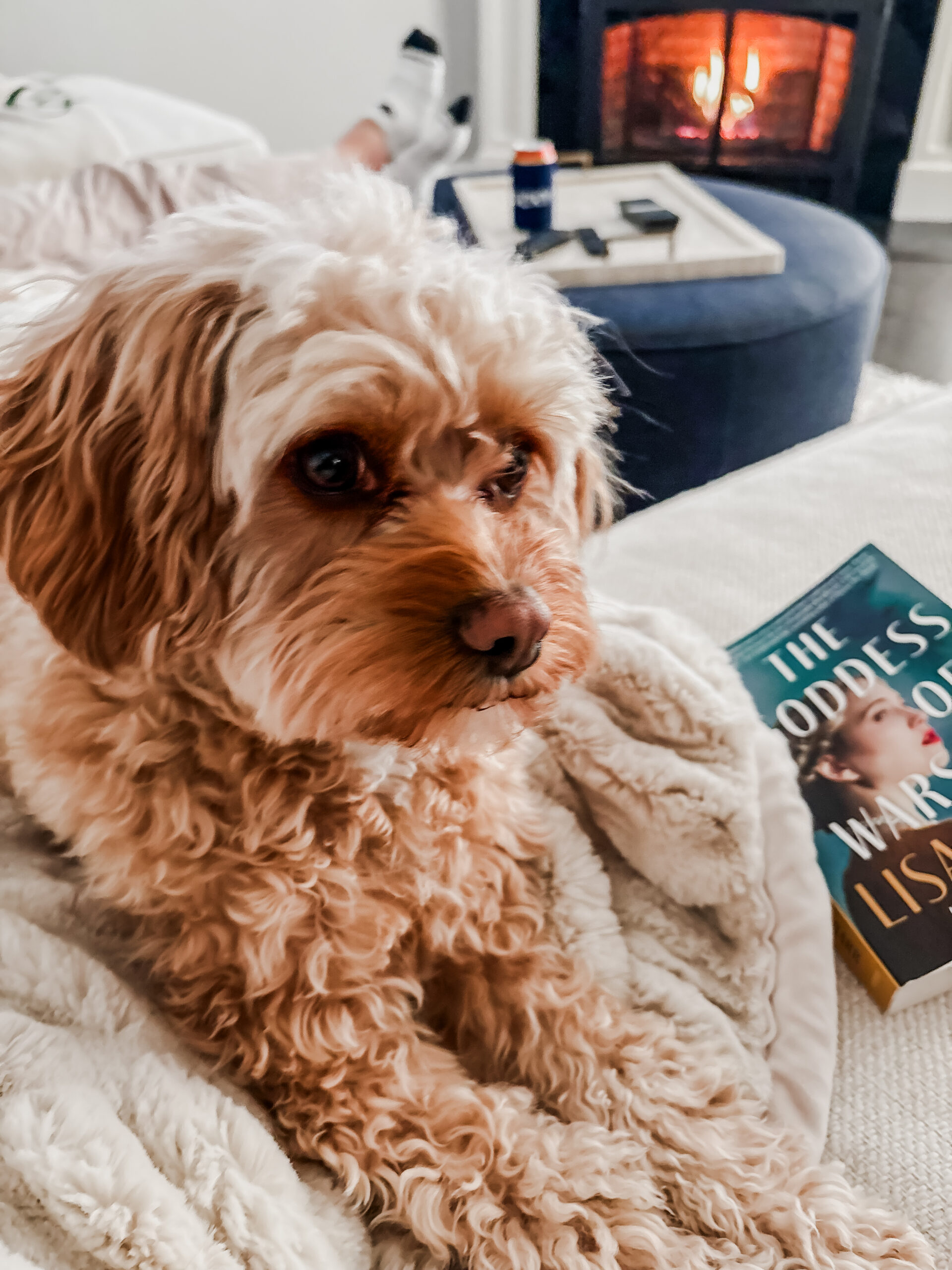 Adult Cavapoo