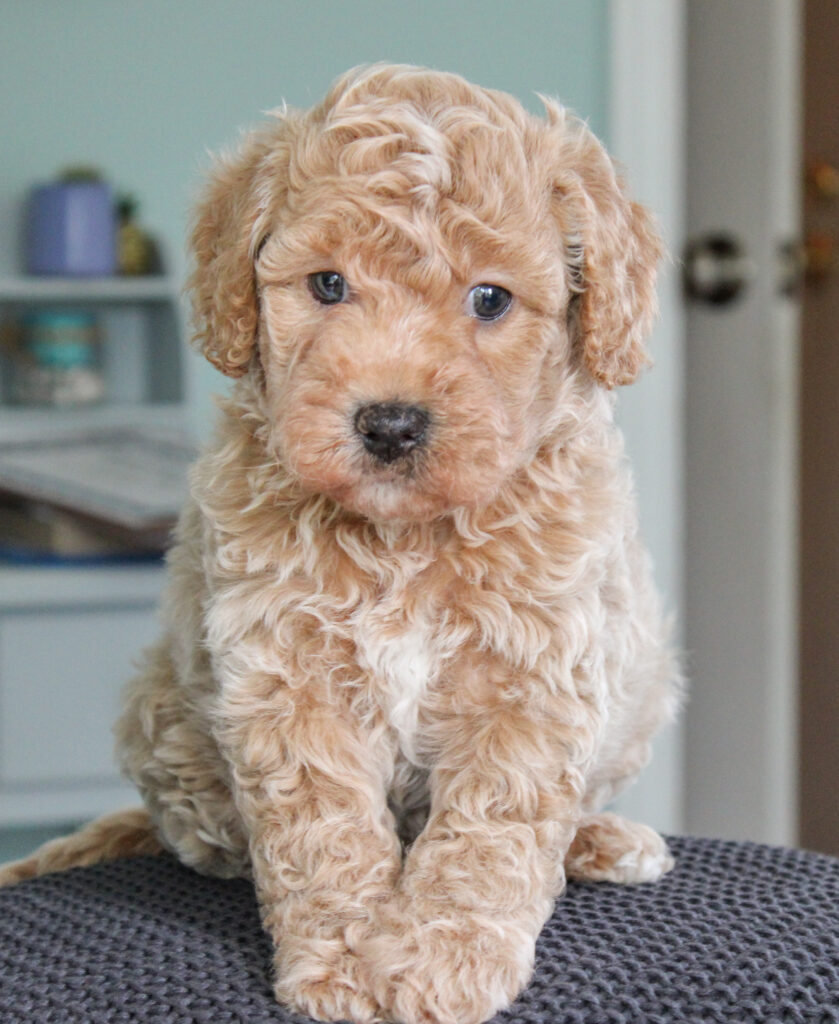 cream cavapoo