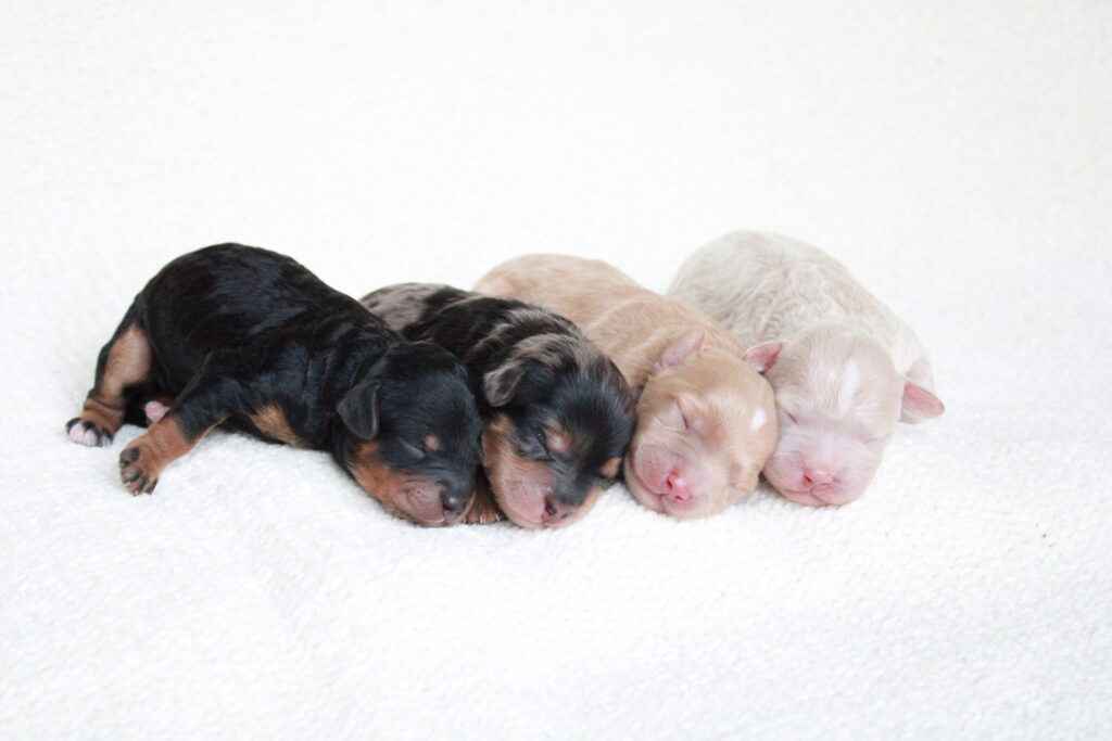 cavapoo puppies for sale