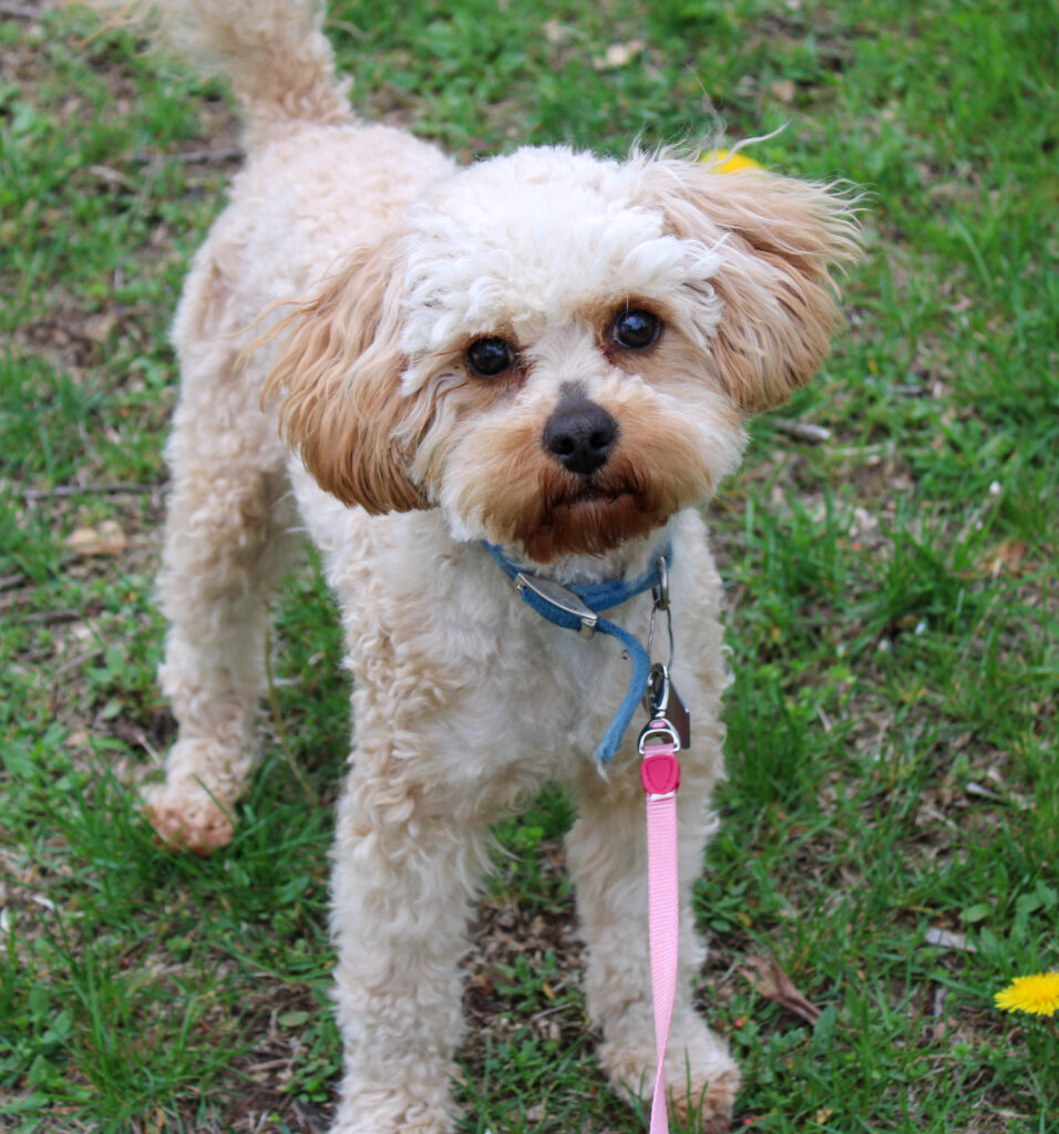 cavapoo adult