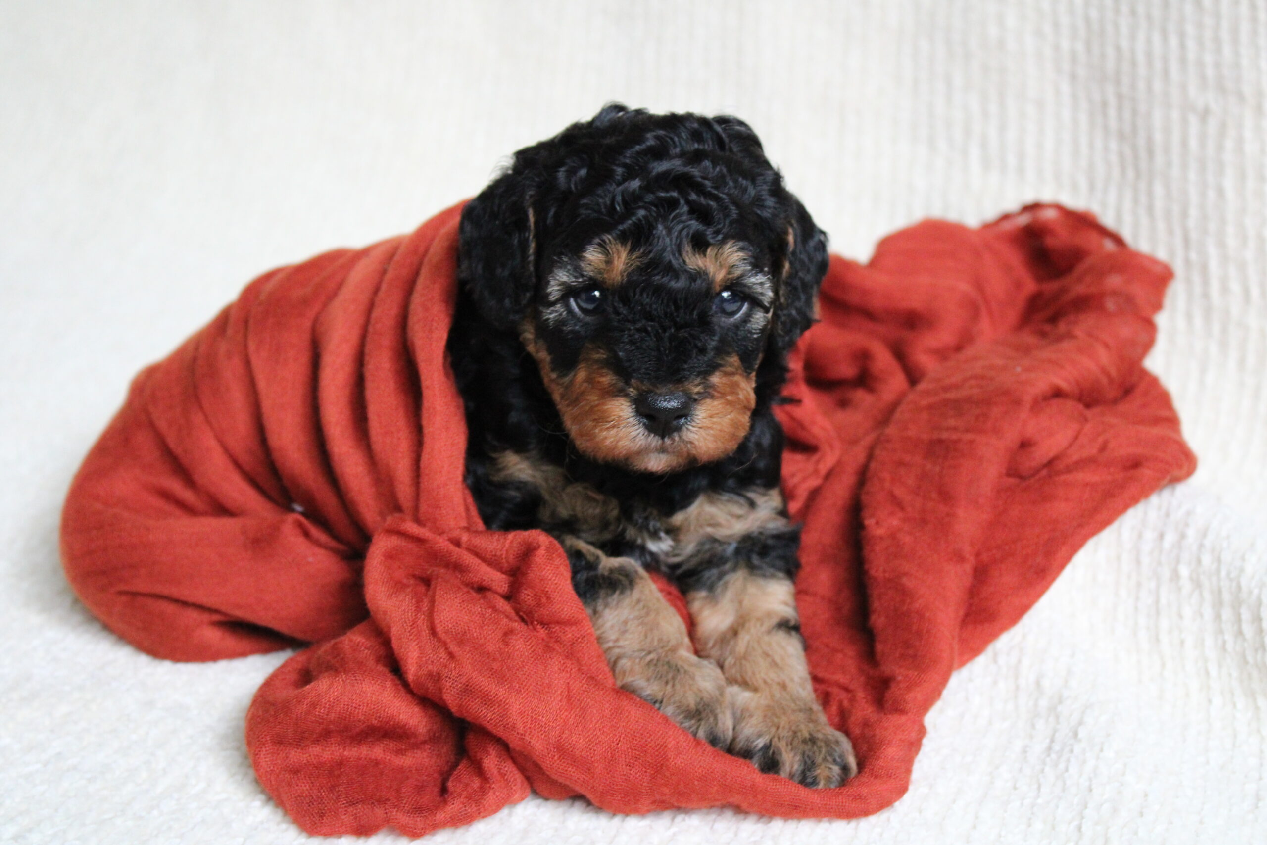 Girl Cavapoo Names