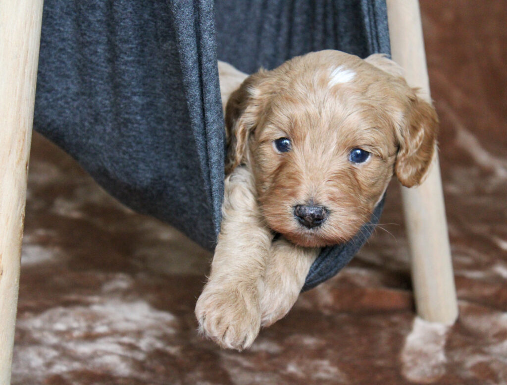 cavapoo puppy for sale