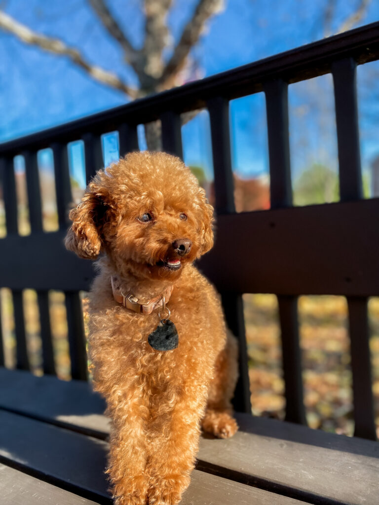 Toy Poodle Adult