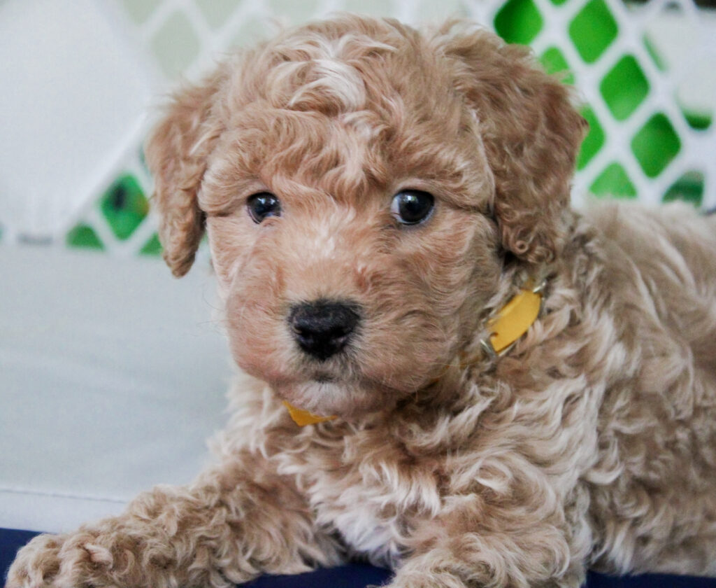 cavapoo puppy for sale