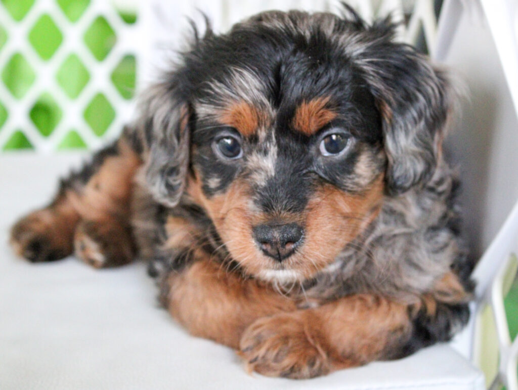 blue merle cavapoo