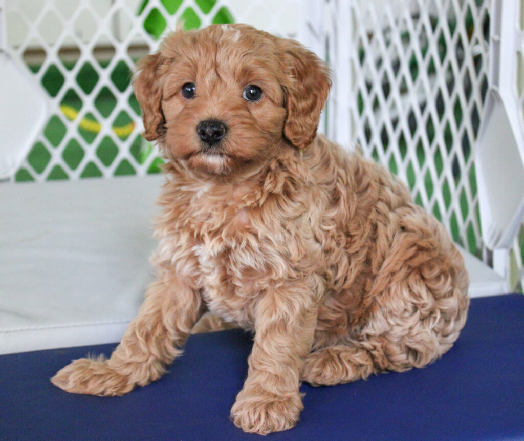 Apricot Cavapoo